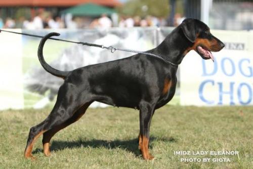 Imidz Lady Eleanor | Black Doberman Pinscher