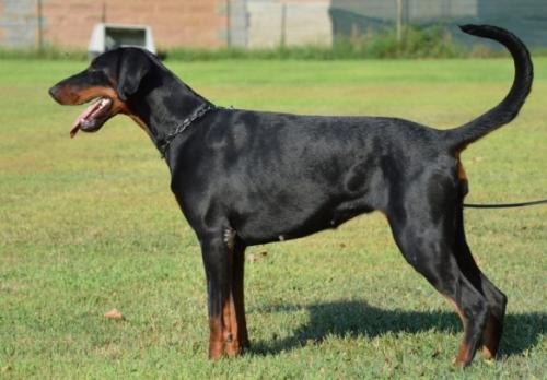 Myrta (LO12125801) | Black Doberman Pinscher