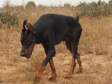 Nixalecto Aquiles | Black Doberman Pinscher