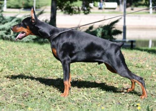 Destiny's Phoenix Imago | Black Doberman Pinscher