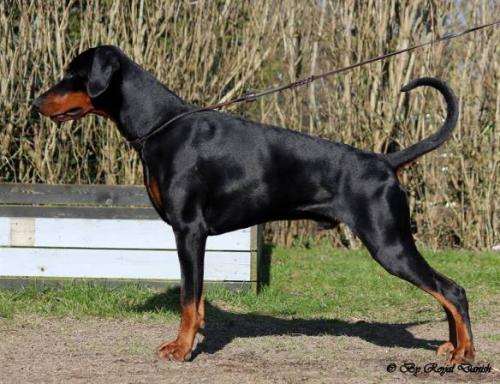 Destiny's Phoenix In The Spotlight | Black Doberman Pinscher