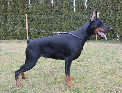 Destiny's Phoenix Inayra Inana | Black Doberman Pinscher