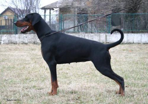 Destiny's Phoenix I'm Just a Girl | Black Doberman Pinscher