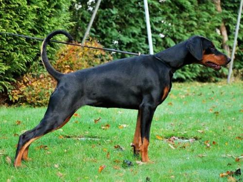 Destiny's Phoenix Imelda Isaura | Black Doberman Pinscher