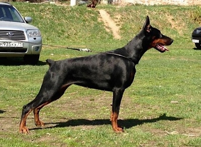 Pride of Russia Rubacuori | Black Doberman Pinscher