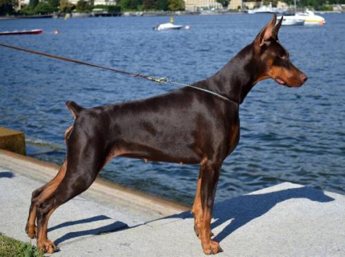 Bonnie Brown v. Jahrestal | Brown Doberman Pinscher