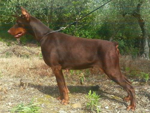 Ingrid della Fortezza Vecchia | Brown Doberman Pinscher