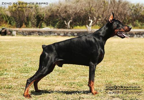 Zeno del Monte Aspro | Black Doberman Pinscher