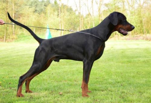 Esco z Padoku | Black Doberman Pinscher