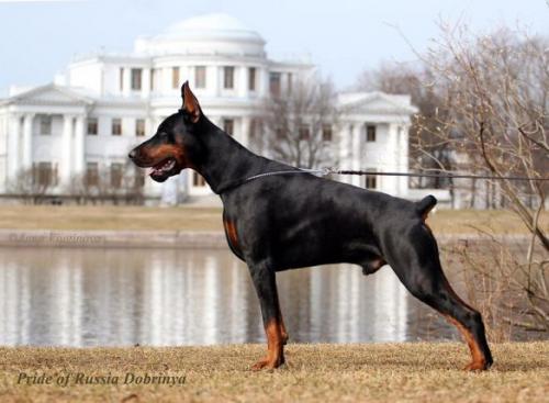 Pride of Russia Dobrinya | Black Doberman Pinscher