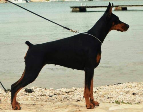 Bloody Bangbang v. Jahrestal | Black Doberman Pinscher