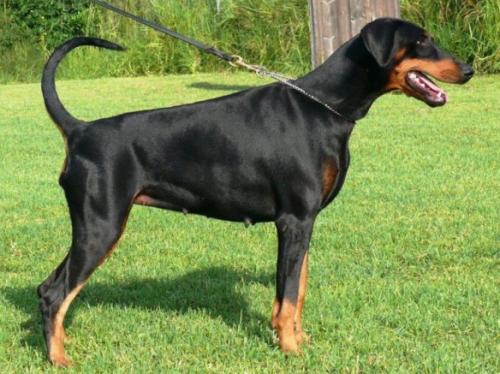 Rhayader Merak | Black Doberman Pinscher