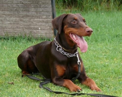 Rhayader Jacky | Brown Doberman Pinscher