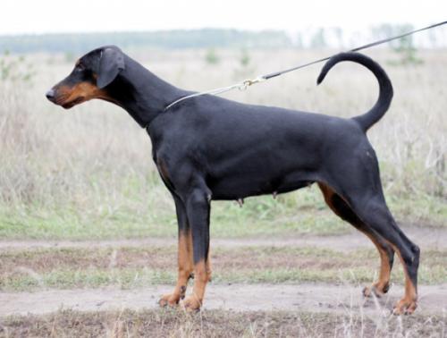 Smart Wood Hills Kismet | Black Doberman Pinscher