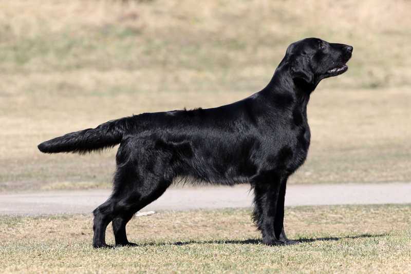 Starworkers Rock My World | Flat-Coated Retriever 