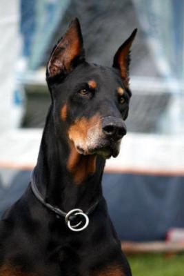 R'Minn Ricka des Bois de Fromentelle | Black Doberman Pinscher