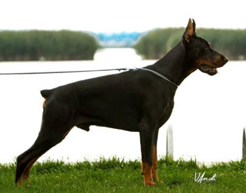 Big Brother King of Darkness | Black Doberman Pinscher