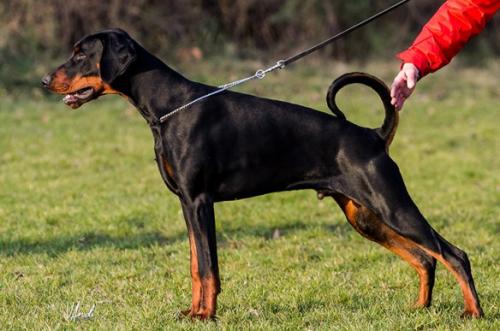 Django King of Darkness | Black Doberman Pinscher