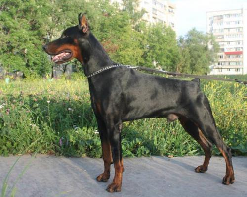 Sant Kreal Admiral | Black Doberman Pinscher