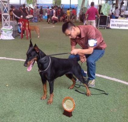 Sant Kreal Avesta | Black Doberman Pinscher