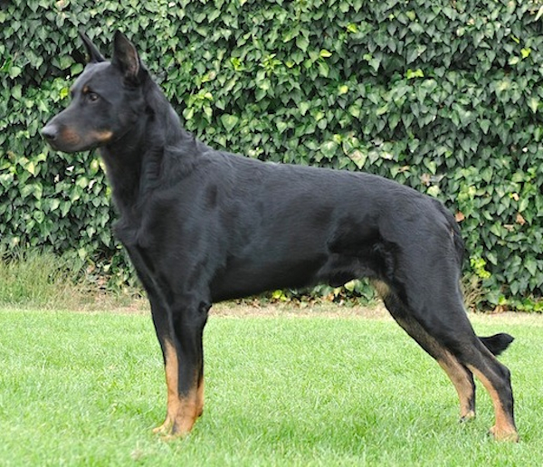 De Joie Du Chateau Rocher | Beauceron 