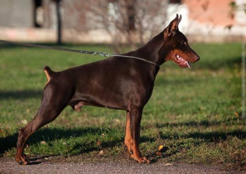 Sant Kreal Dante | Brown Doberman Pinscher