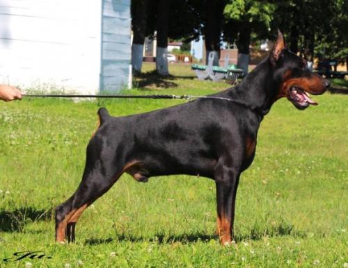 Sant Kreal Elixir | Black Doberman Pinscher