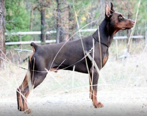 Sant Kreal Estrong | Brown Doberman Pinscher