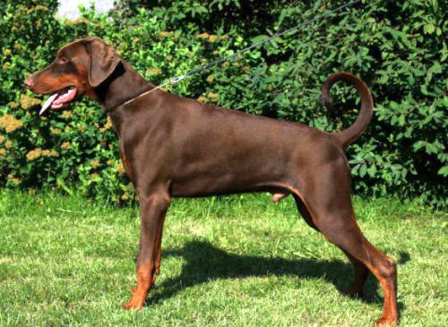 Sant Kreal Zodiak | Brown Doberman Pinscher