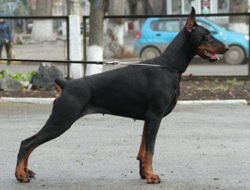 Sant Kreal Klarissa | Black Doberman Pinscher