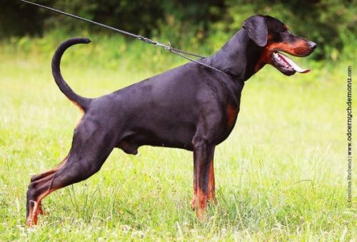 Ares Donsa Bohemia | Black Doberman Pinscher