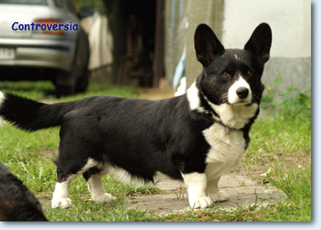 Geestland's Solo Song | Cardigan Welsh Corgi 