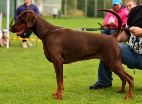 Dura Lex Polonia Julia | Brown Doberman Pinscher