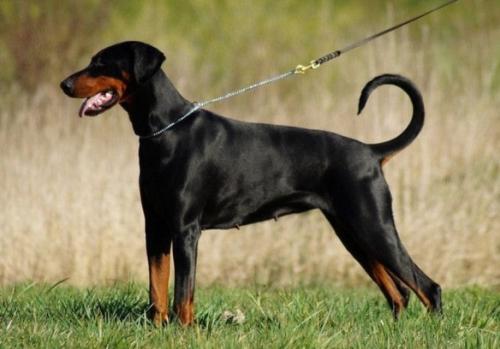 Alea v. Pinienberg | Black Doberman Pinscher