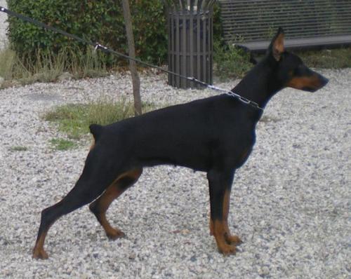 Attitude v. Hunnoterra | Black Doberman Pinscher