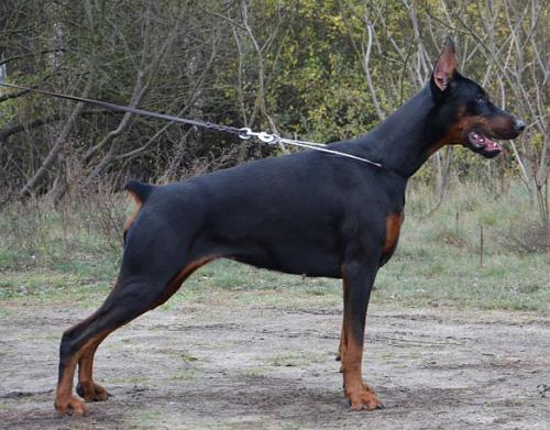 Modalita Orientali Vita | Black Doberman Pinscher