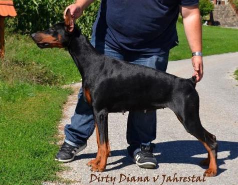 Dirty Diana v. Jahrestal | Black Doberman Pinscher