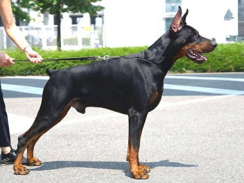 Filimamont Dragon Bite | Black Doberman Pinscher