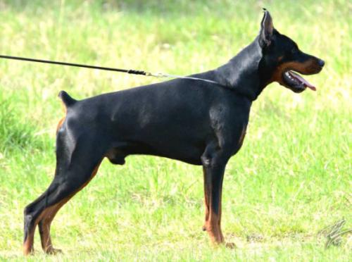 Filimamont Direct Hit | Black Doberman Pinscher