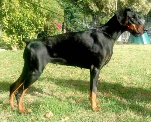 Filimamont Daria Donnehaus | Black Doberman Pinscher