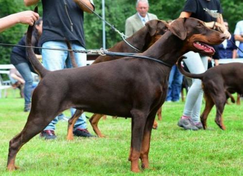 Barbarina v. Westwall | Brown Doberman Pinscher