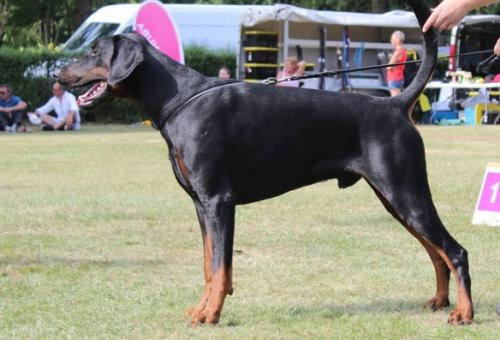 Absolut Enzo's Amazing Alonso | Black Doberman Pinscher