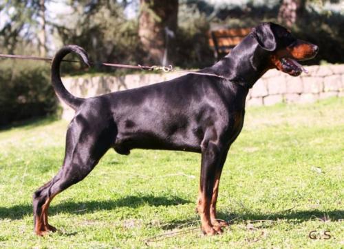 Tyrantnt v. Gerdautal | Black Doberman Pinscher