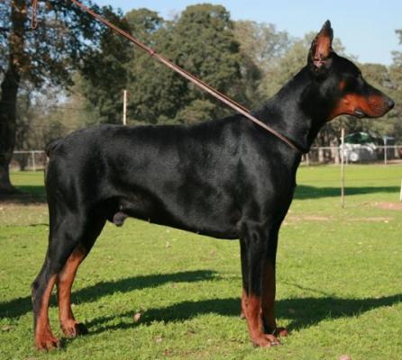 Di Argo Donovan od Telepa | Black Doberman Pinscher