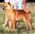 Jayenn's Xaviera | Finnish Spitz 