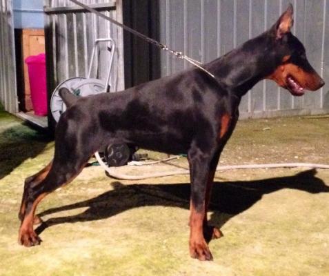 Irascible Black Girl (LO12166952) | Black Doberman Pinscher