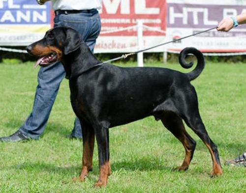 Caius v. Klingbach | Black Doberman Pinscher