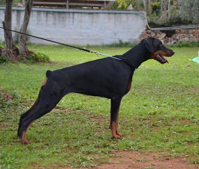 Dell'Arco Azzurro Omega | Black Doberman Pinscher