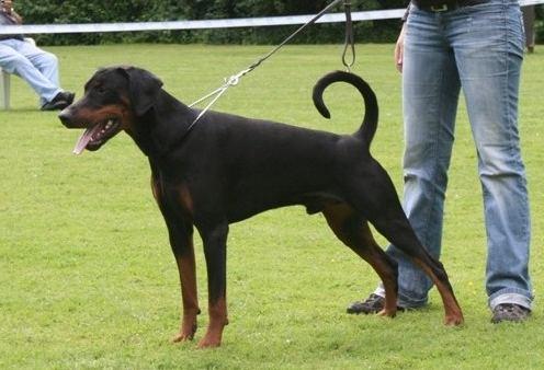 Kapeh v. Hellerwald | Black Doberman Pinscher