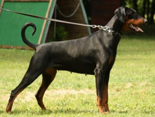 Kimkaylee v. Hellerwald | Black Doberman Pinscher